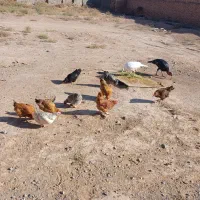 مرغ خانگی اعلا|حیوانات مزرعه|کاشمر, |دیوار