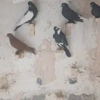 فروش کبوتر