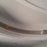 جوجه کوتوله برزیلی