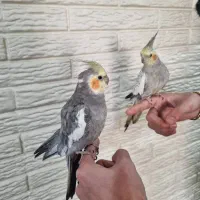 یک جفت عروس هلندی مولد|پرنده|شاهینشهر, گرگاب|دیوار