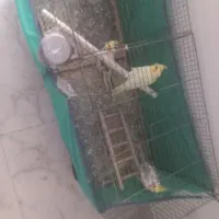 عروس هلندی ۳عدد ارزان