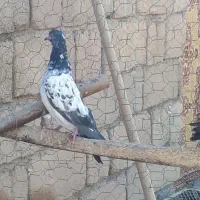 کفتر پاکستانی|پرنده|نیر (اردبیل), |دیوار