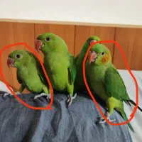 طوطی م گم شده