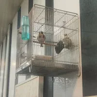 سهره نر|پرنده|شهریار, شهریار|دیوار