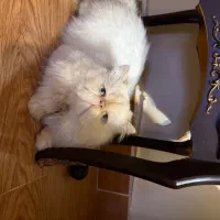 گربه پرشین|گربه|رشت, کوی عرفان|دیوار