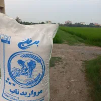 برنج مروارید ناب / قیمت شالیزار|خوردنی و آشامیدنی|کرمانشاه, |دیوار