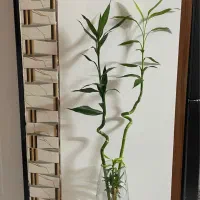 گل بامبویانمادثروت