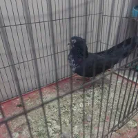 نرسیماش کاکولی درجه۱|پرنده|قم, وادی السلام|دیوار