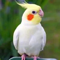 یک عروس هلندی یکساله