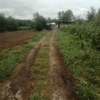 مرغداری ۲۰۰۰قطعه ای با مجوز