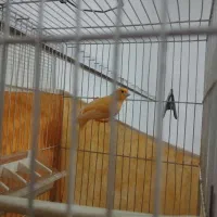 جفت قناری معاوضه با عروس|پرنده|بیرجند, |دیوار