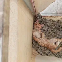 واگذاری گربه زیبا رایگان