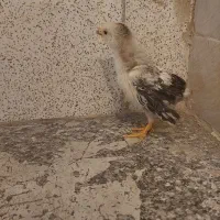 جوجه مرغ محلی