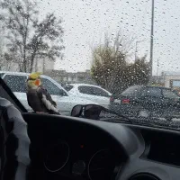 عروس هلندی|پرنده|مشهد, آبکوه|دیوار