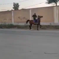 اسب یسر