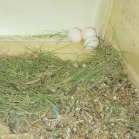 طوطی کوتوله برزیلی|پرنده|زاهدان, |دیوار