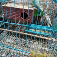 پرنده فروشی|پرنده|لالی, |دیوار