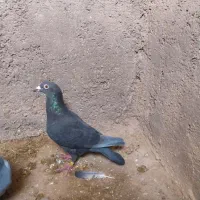 زاغ ماده 500|پرنده|زیرکوه, |دیوار