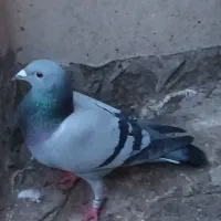 سبز دوخط ۱۱۱