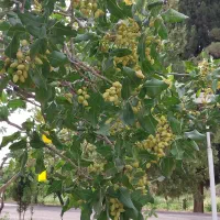 مشاوره تخصصی باغات با رویکرد کشاورزی ارگانیک