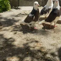 کبوترپرشی جوجه