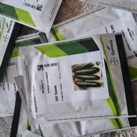 بذر خیار 547 و رویال فرانسه|خدمات باغبانی و درختکاری|عنبرآباد, |دیوار