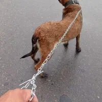 سک مالیوز|سگ|جغین, |دیوار