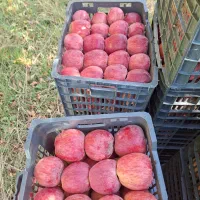 سیب قرمز فله|حراج|پیرانشهر, |دیوار