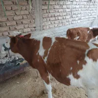 گاو وگوساله سیمیتال|حیوانات مزرعه|دره شهر, |دیوار