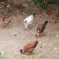 مرغ و خروس