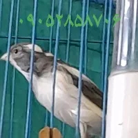 باسلام  قناری سفیدطوسی نر مست