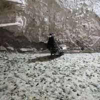 کفتر دم سفید کاکلی نر رنگه