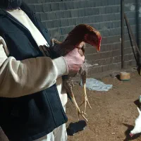 مرغ لاری|حیوانات مزرعه|سنندج, |دیوار