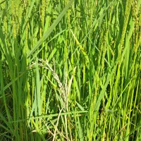 فروش زمین برنج کاری