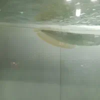 آروانا سیلور|ماهی|ارومیه, |دیوار