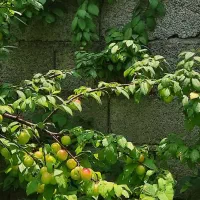 زمین باغی در منطقه توریستی ابراهیم سرا