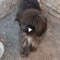 سگ پشمالویی نر|سگ|چمران, |دیوار