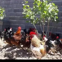 مرغ ،خروس ،بلدرچین و اردک