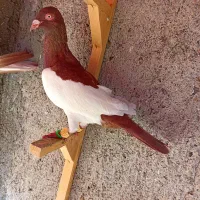 کبوترعطیقه