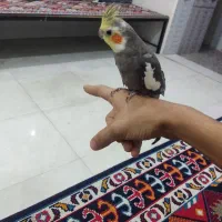 عروس هلندی  دستی