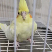 عروس هلندی لوتیتو زعفرونی زعفرانی