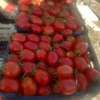 فروش گوجه نوبر منطقه بوشهر