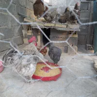 مرغ زینتی|حیوانات مزرعه|سیرجان, |دیوار