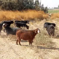 بزماده|حیوانات مزرعه|هیرمند, |دیوار