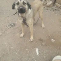 سگ عراق ماده