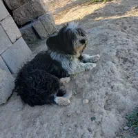 سگ خانگی|سگ|گتوند, |دیوار