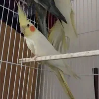 عروس هلندی لوتینو