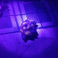 سنگ کوارتز حساس به ماورابنفش، امیتیست مخصوص کادو