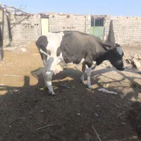 گاو شیری|حیوانات مزرعه|هامون, |دیوار