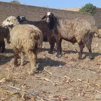 قوچ افشاری داشتی|حیوانات مزرعه|مرودشت, ده بید|دیوار